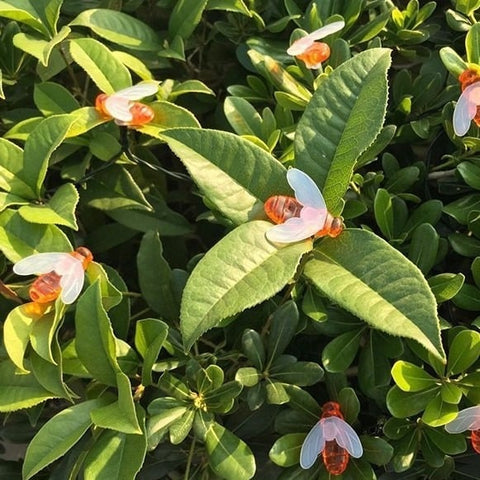 Set 2x Instalatie Solara Decorativa Albine cu LED – 50 Albine Luminoase M375-6, Lumina Cald